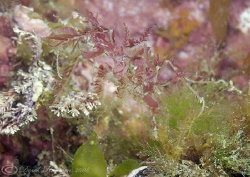 Long legged spider crab. North Wales. D200, 60mm. by Derek Haslam 